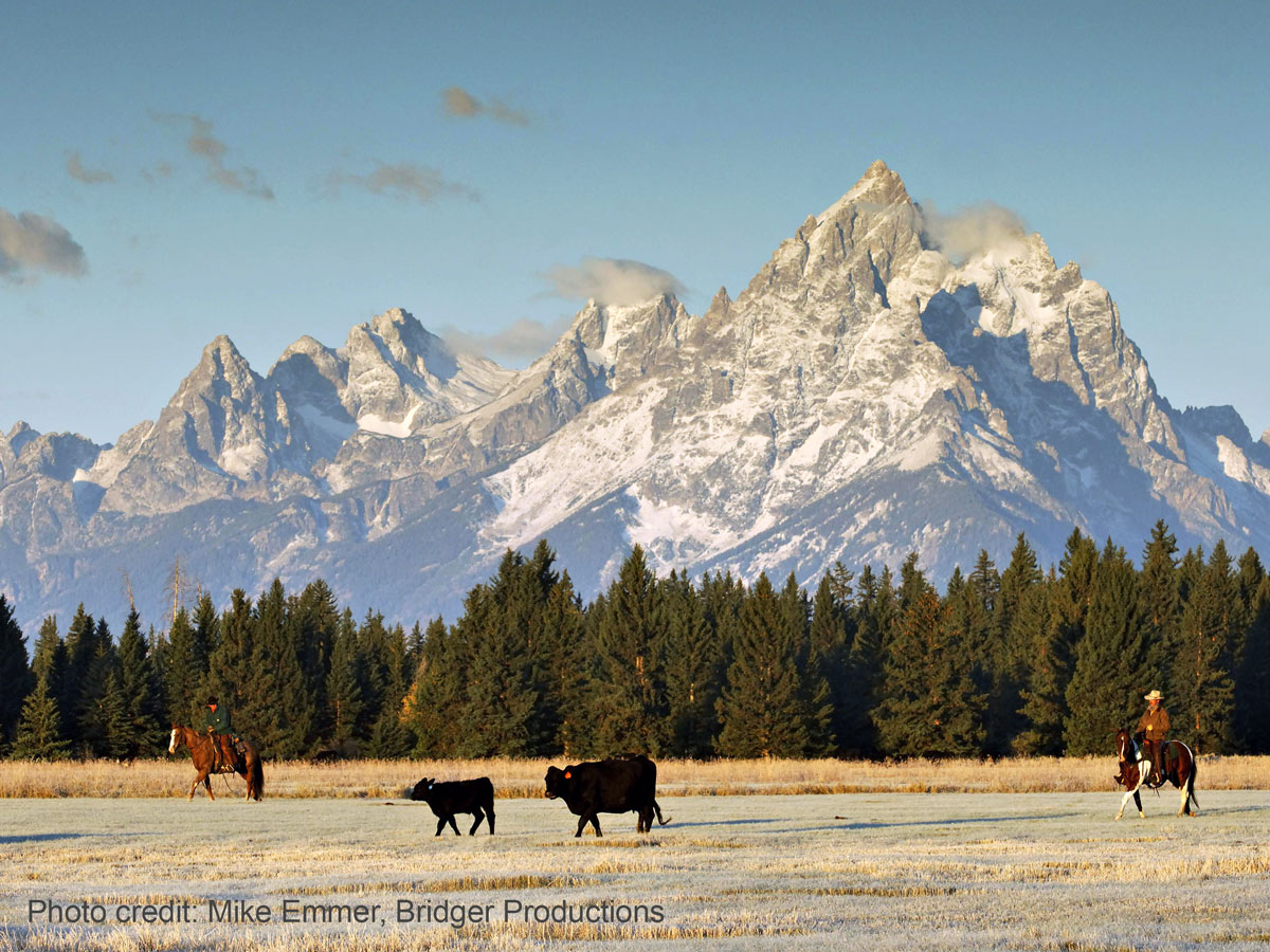Teton Cowboys by Mike Emmer